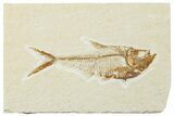 Detailed Fossil Fish (Diplomystus) - Wyoming #244172-1